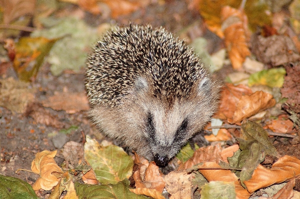 Animal cute wildlife young Photo