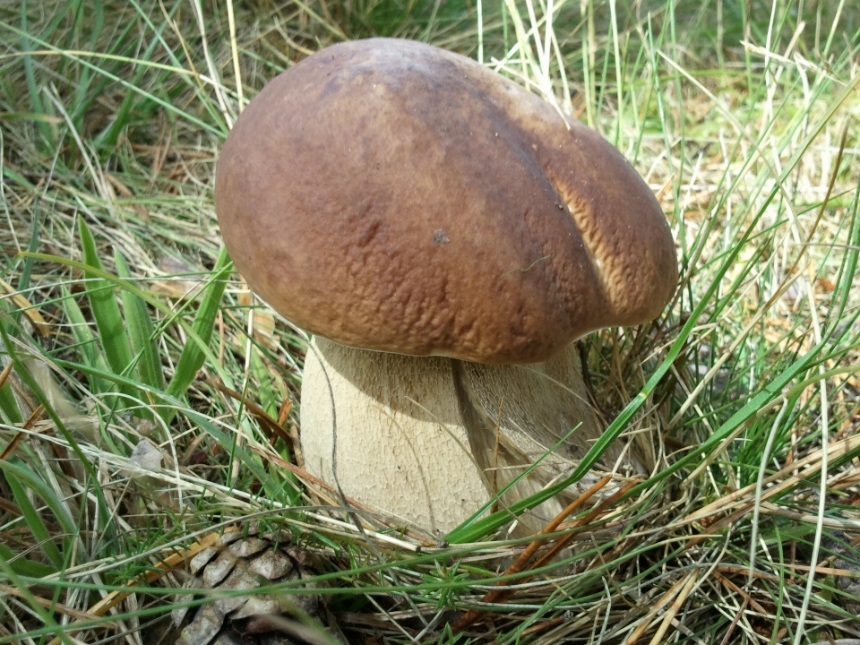 Paesaggio natura foresta erba