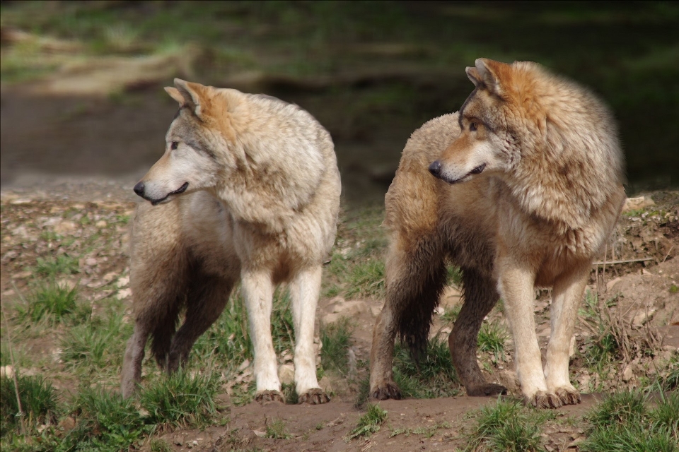 Naturaleza fauna silvestre mamífero lobo