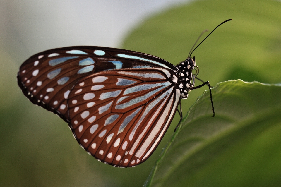 Nature wing photography leaf