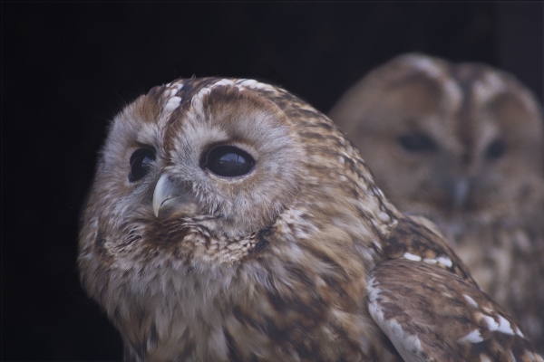 Foto Natura uccello ala animali selvatici