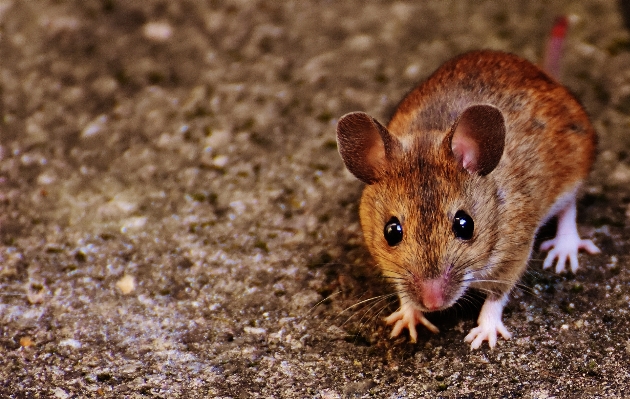 Nature sweet mouse animal Photo