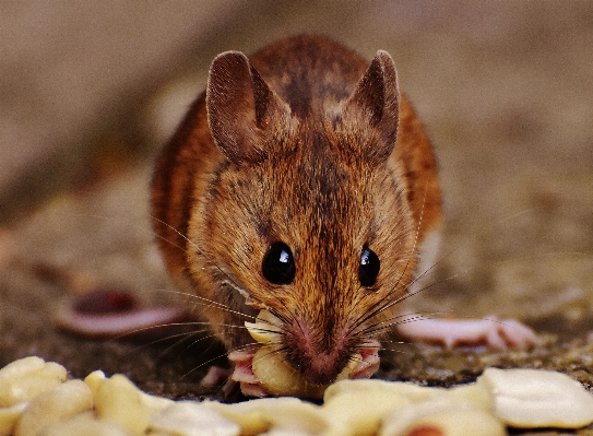 自然 甘い ねずみ 動物 写真