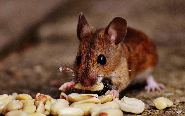 Nature sweet mouse animal Photo