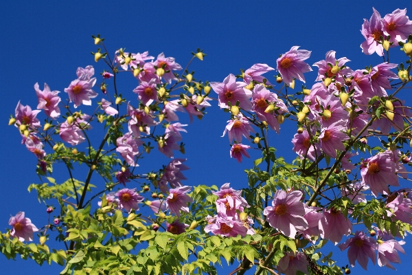 木 自然 花 植物 写真