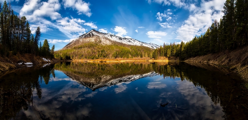 風景 木 水 自然 写真