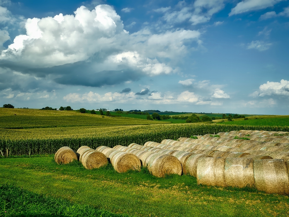 Landschaft natur gras horizont