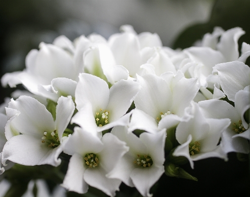 Foto Fiore bianco e nero
 pianta