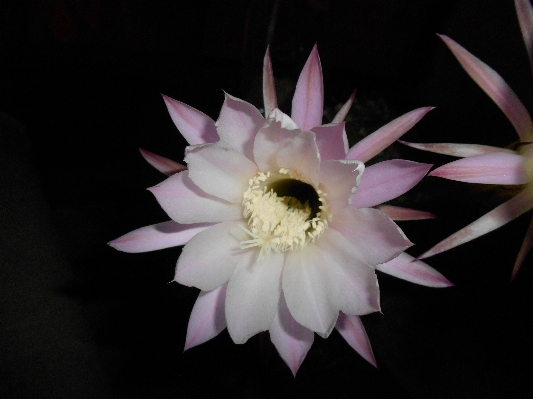 Cactus plant flower petal Photo