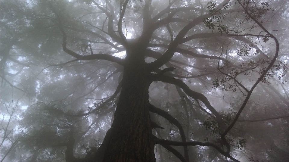 Baum natur wald zweig