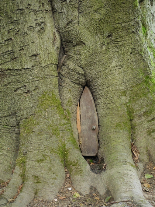 árbol naturaleza bosque rama