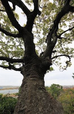 Tree branch plant leaf Photo