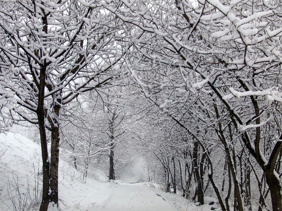 Albero natura ramo nevicare