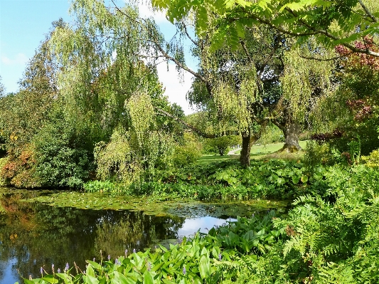 Tree water nature forest Photo