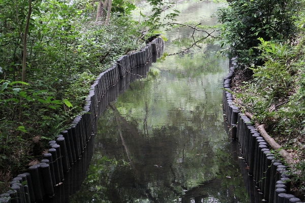 Tree water nature forest Photo