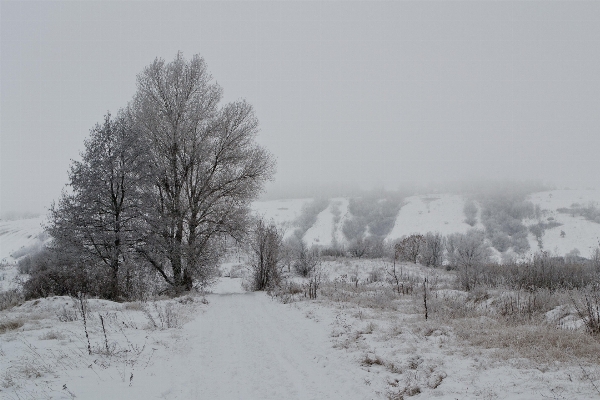 Landscape tree nature snow Photo