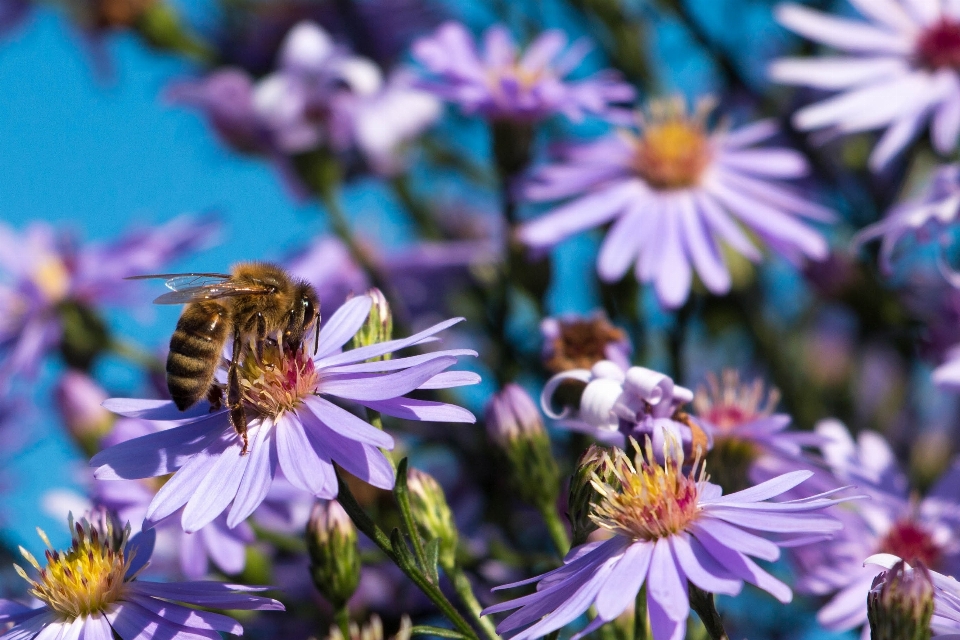 Natur blüte anlage weiss