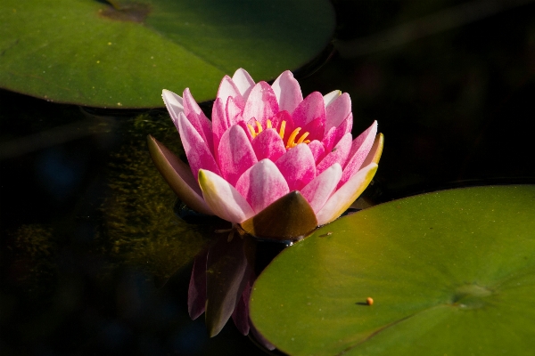 水 自然 花 植物 写真