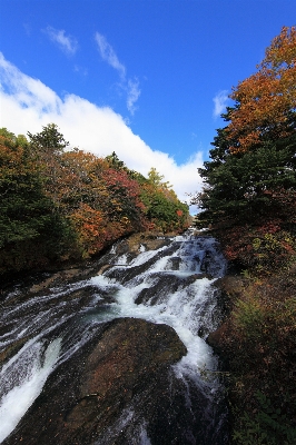 風景 木 水 自然 写真