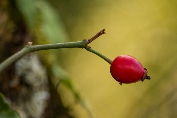 Tree nature branch blossom Photo