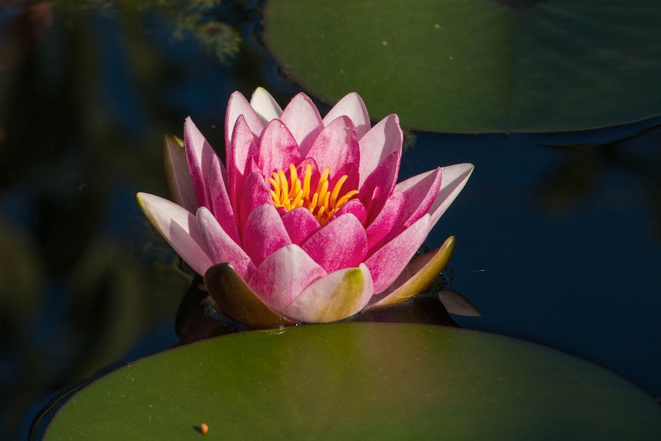 Wasser natur blüte anlage