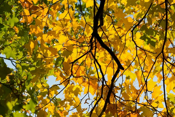 Tree nature branch plant Photo