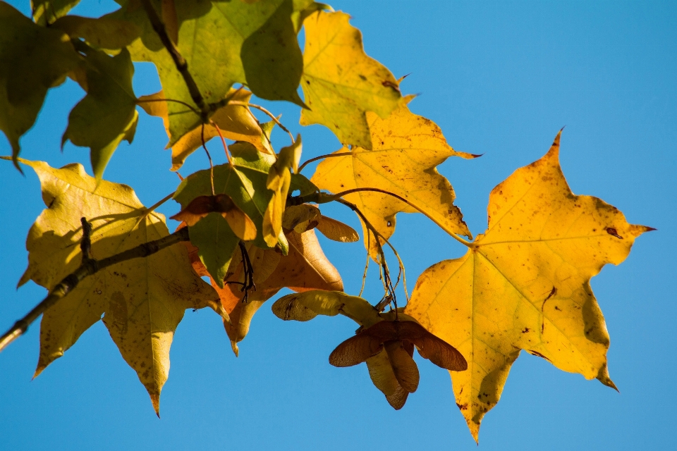 Tree nature branch plant