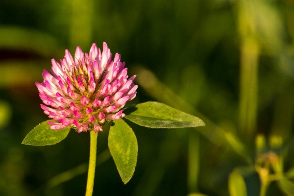 Nature grass blossom plant Photo