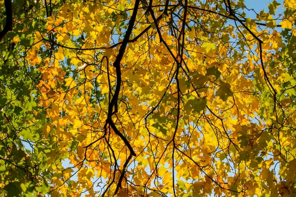 Tree nature forest branch Photo