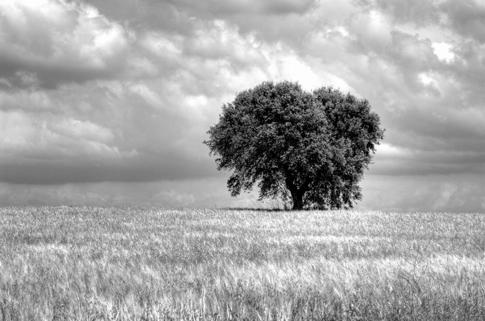 Landscape tree nature grass