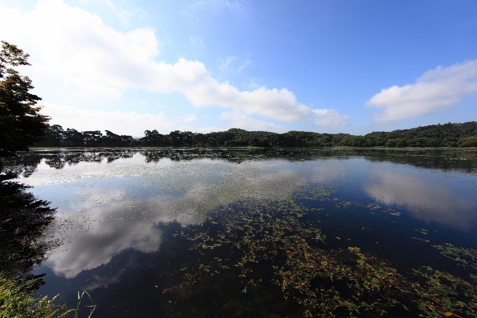 пейзаж море дерево вода