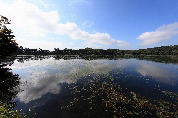 風景 海 木 水 写真