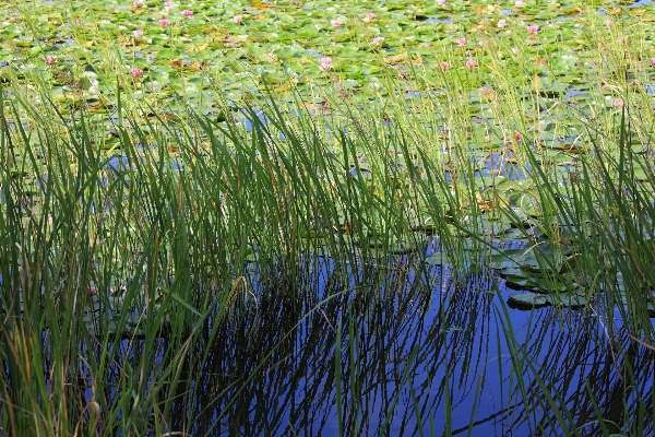 Water grass marsh swamp Photo