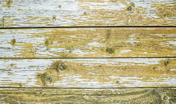 Tree branch wood texture Photo