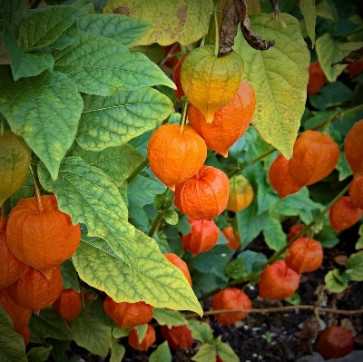 Nature plant fruit leaf Photo