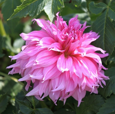 Anlage blume blütenblatt hoch Foto