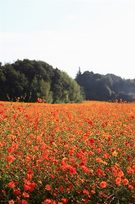 Landscape plant field meadow Photo