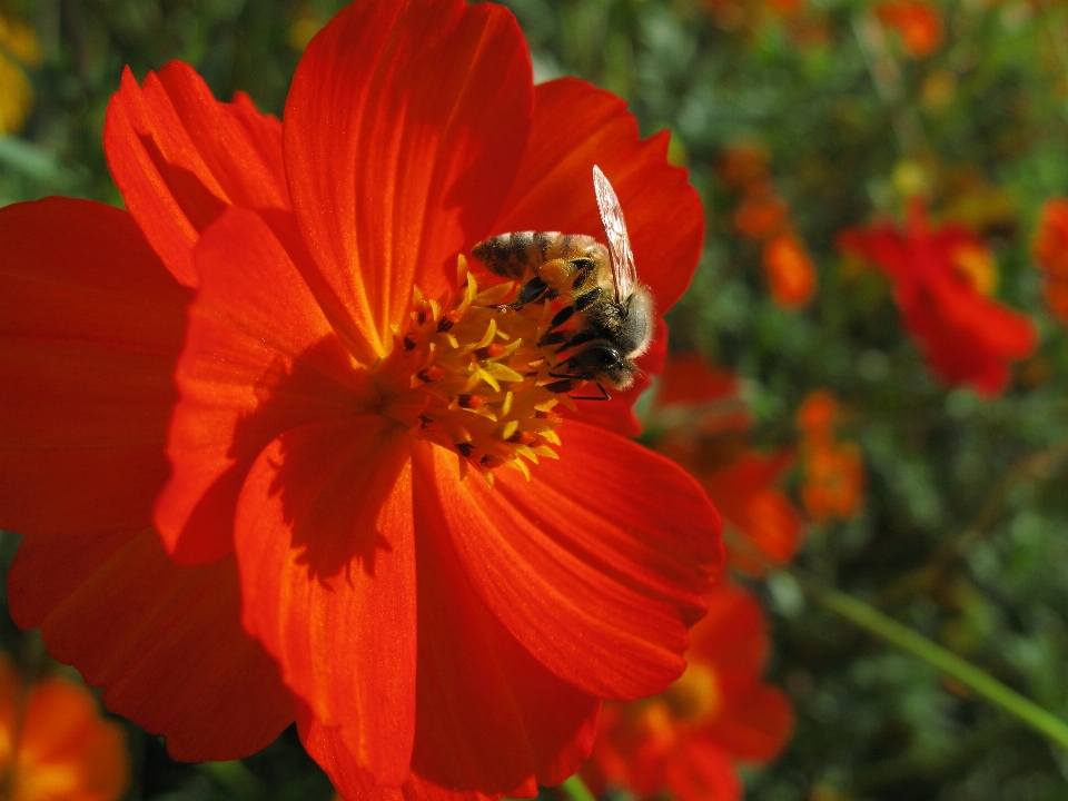 Pianta cosmo
 fiore petalo