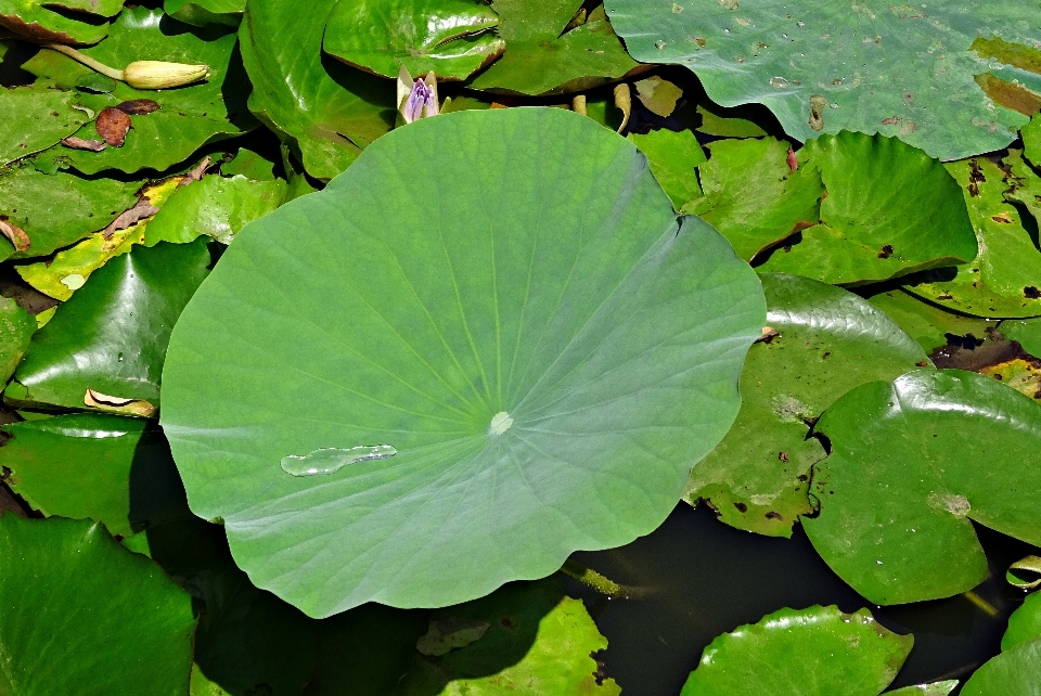 自然 滴 植物 水滴