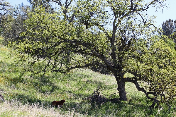 Tree nature forest grass Photo