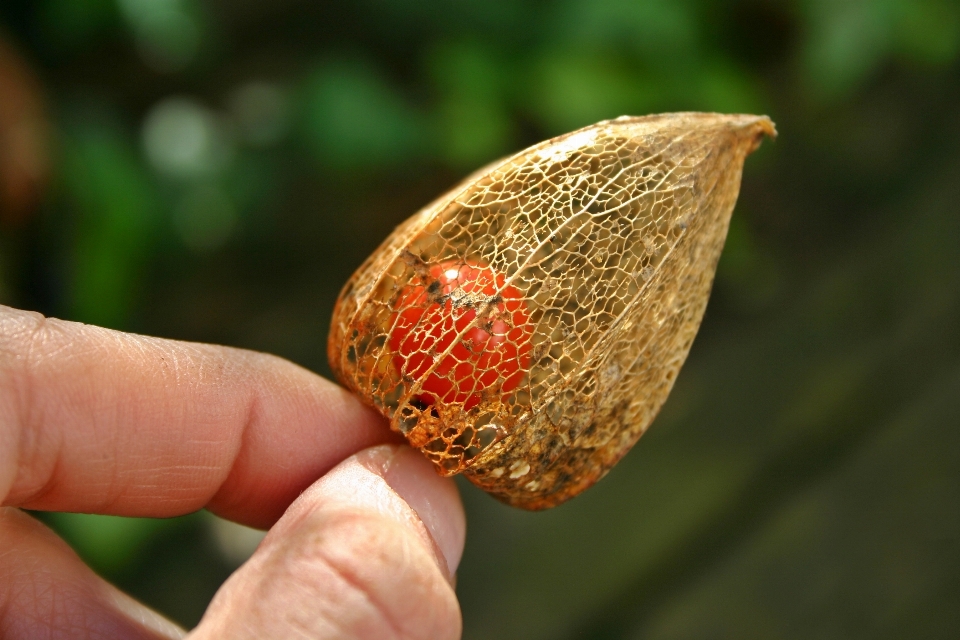 Mano árbol naturaleza rama