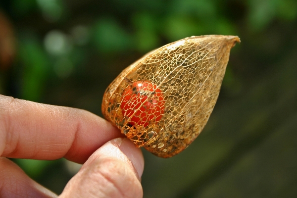 Hand tree nature branch Photo