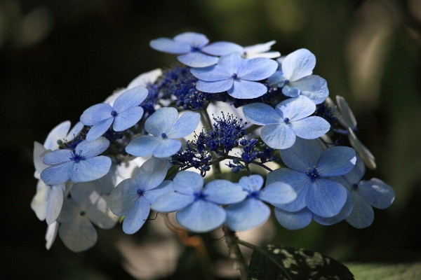 Nature blossom plant flower Photo