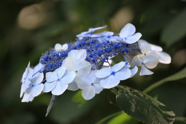 Nature blossom plant photography Photo