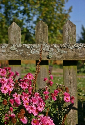 Tree fence plant lawn Photo