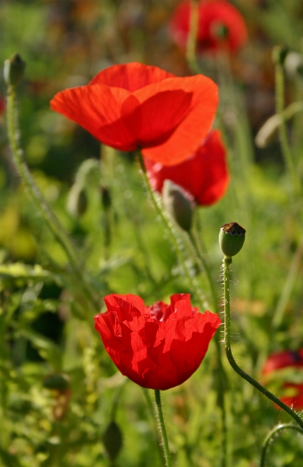 Natureza grama florescer plantar