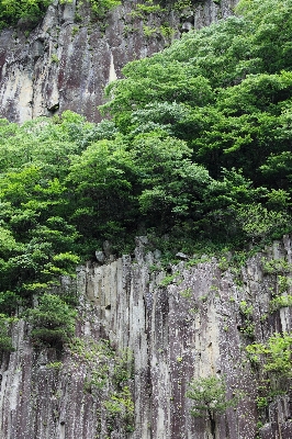 風景 木 森 rock 写真