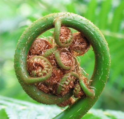 Plant leaf spiral flower Photo