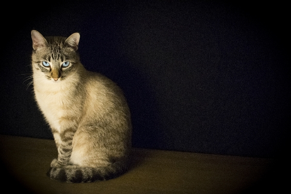 Foto Animal bicho de estimação gatinho gato