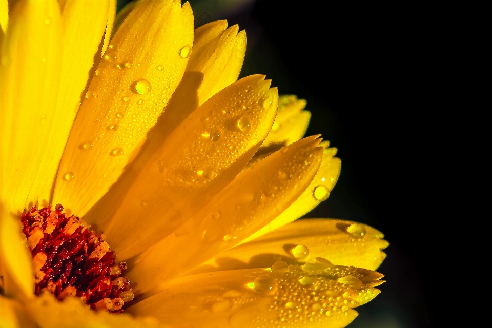 Nature blossom plant photography